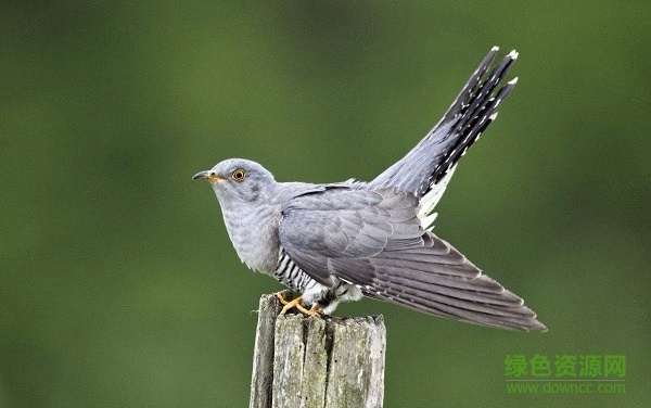 布谷鸟四声叫声mp3 布谷鸟的叫声免费版