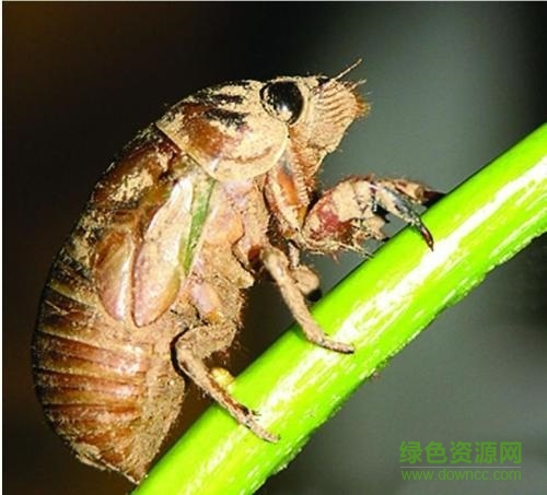 知了的叫声 蝉的叫声mp3