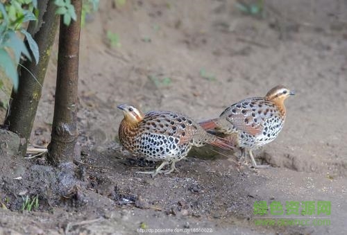 公母竹鸡叫声 竹鸡叫声mp3