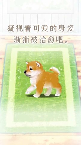 养育柴犬的治愈游戏 v1.1.0 安卓版1