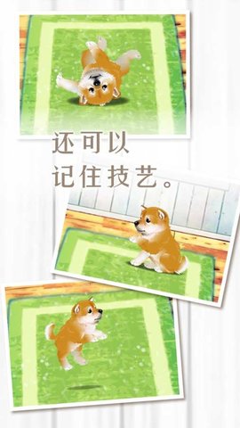 养育柴犬的治愈游戏 v1.1.0 安卓版3