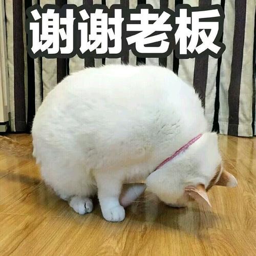 谢谢表情包搞笑图片 谢谢表情包可爱动态图