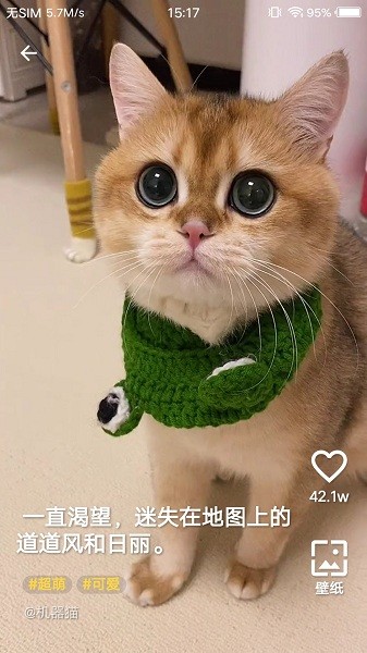 豹壁纸软件 v1.0.0 安卓版2