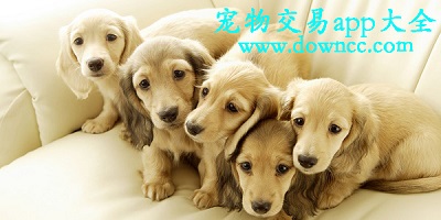 宠物交易app