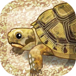 治愈系乌龟中文字幕版