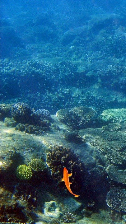 动物模拟器手机版 v2.8 安卓版2