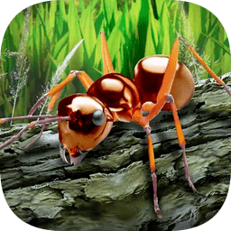 探索昆虫世界蚂蚁生存