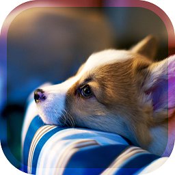 幸福的宠物狗手游