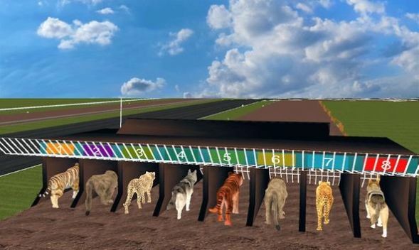 疯狂丛林动物竞速(wild lion dog tiger animal) v1.1 安卓版2