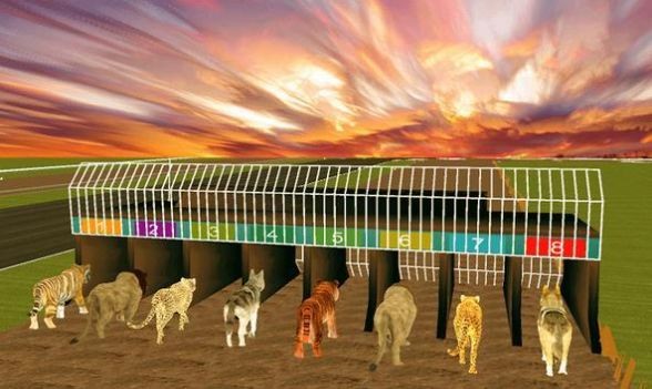 疯狂丛林动物竞速(wild lion dog tiger animal) v1.1 安卓版1