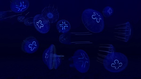 养鱼场3游戏(fish farm 3) v1.18.7180 安卓版2