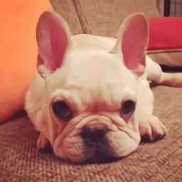 真实狗狗模拟器游戏下载