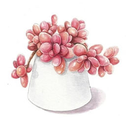 多肉花草日记app最新版