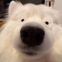 我的世界海贼王生存下载手机版