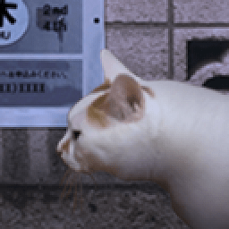 翌日猫之怪奇谭手游