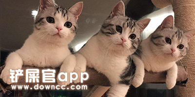 铲屎官用的软件-铲屎官必备app-铲屎官交流app下载