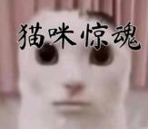 猫咪惊魂