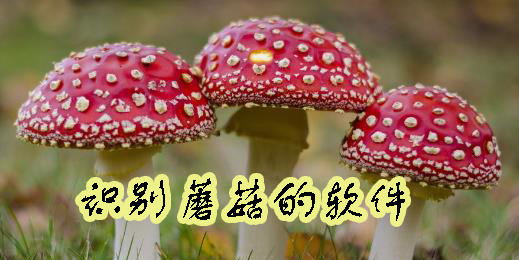 识别蘑菇的软件