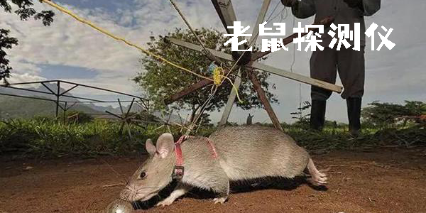 老鼠探测仪