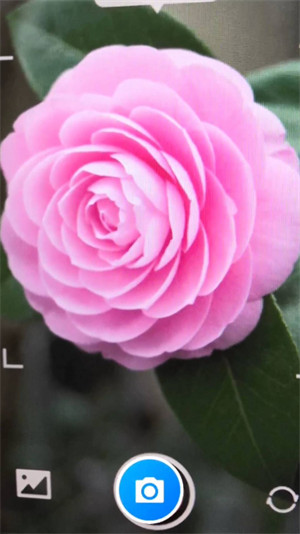 智能花卉识别 v1.0.03